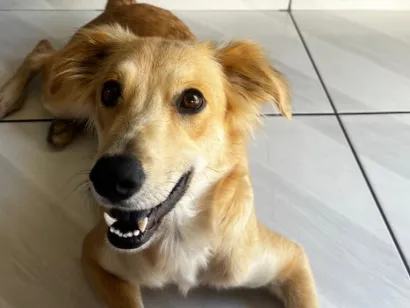 Cachorro raça SRD-ViraLata idade 2 anos nome Antonella