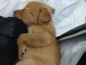 Cachorro raça SRD-ViraLata idade Abaixo de 2 meses nome Gal Costa 