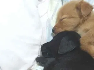 Cachorro raça SRD-ViraLata idade Abaixo de 2 meses nome Zezé Mota 