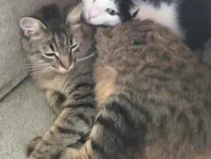 Gato raça SRD-ViraLata idade 6 ou mais anos nome Menininha
