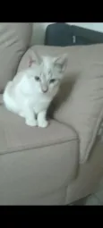 juju