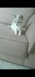 juju