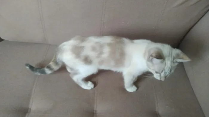 Gato raça SRD-ViraLata idade 2 a 6 meses nome juju