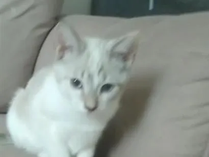 Gato raça SRD-ViraLata idade 2 a 6 meses nome juju