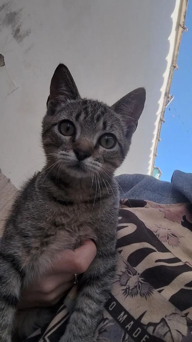 Gato raça SRD-ViraLata idade 2 a 6 meses nome não tem 