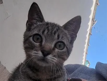 Gato raça SRD-ViraLata idade 2 a 6 meses nome não tem 