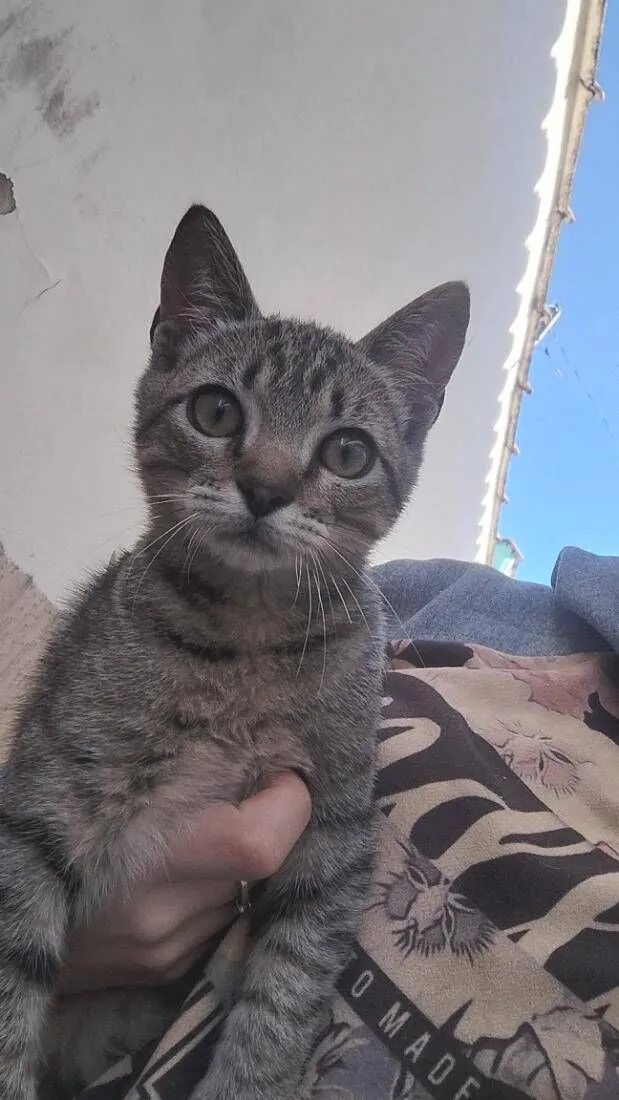 Gato raça SRD-ViraLata idade 2 a 6 meses nome não tem 