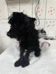 Poodle Preto Barra 