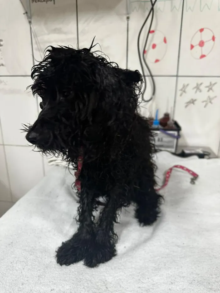 Cachorro raça Poodle idade 4 anos nome Poodle Preto Barra 