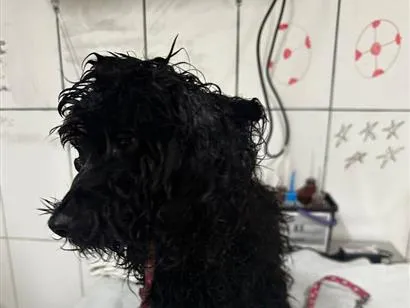Cachorro raça Poodle idade 4 anos nome Poodle Preto Barra 