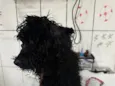 Poodle Preto Barra