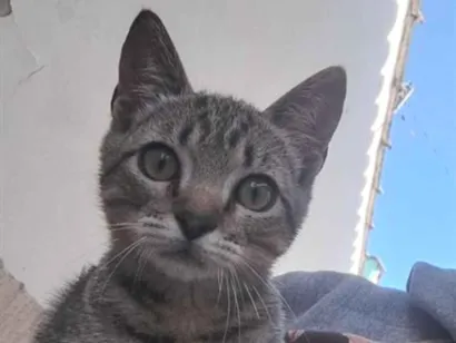 Gato raça SRD-ViraLata idade 2 a 6 meses nome não tem 