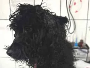 Cachorro raça Poodle idade 4 anos nome Poodle Preto Barra 