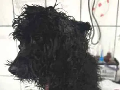 Cachorro raça Poodle idade 4 anos nome Poodle Preto Barra 