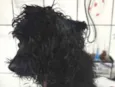 Poodle Preto Barra