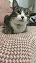 Cleitinho