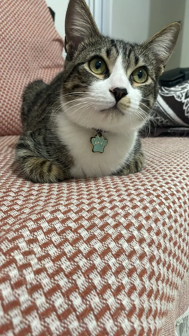 Gato raça SRD-ViraLata idade 1 ano nome Cleitinho