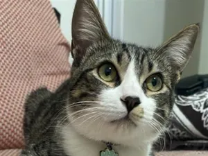 Gato raça SRD-ViraLata idade 1 ano nome Cleitinho