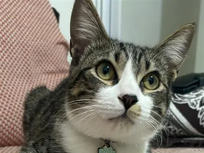 Gato raça SRD-ViraLata idade 1 ano nome Cleitinho