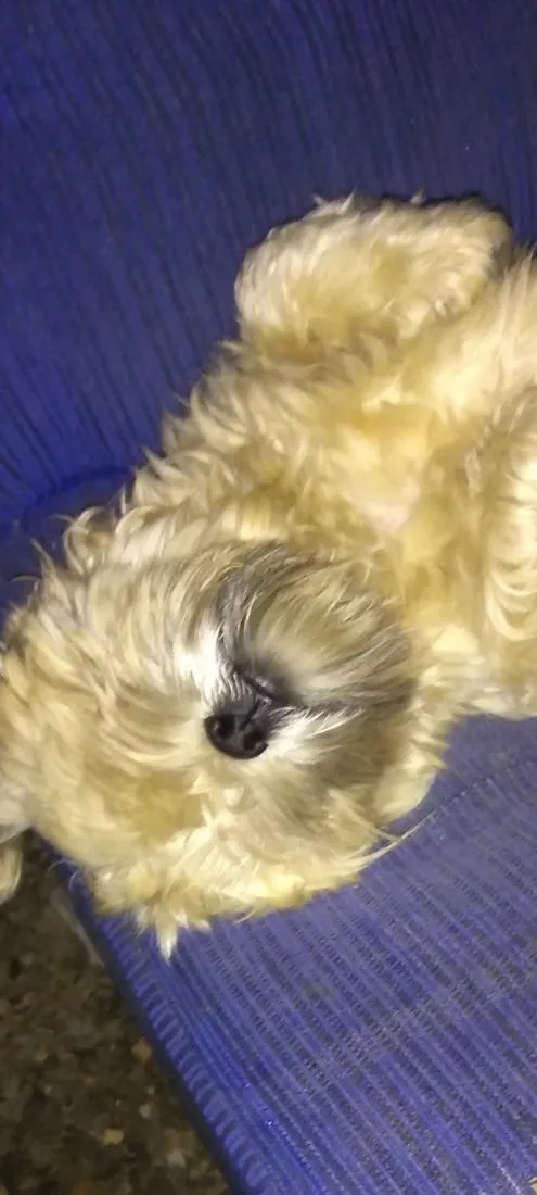 Cachorro raça Shitzu idade 4 anos nome tody