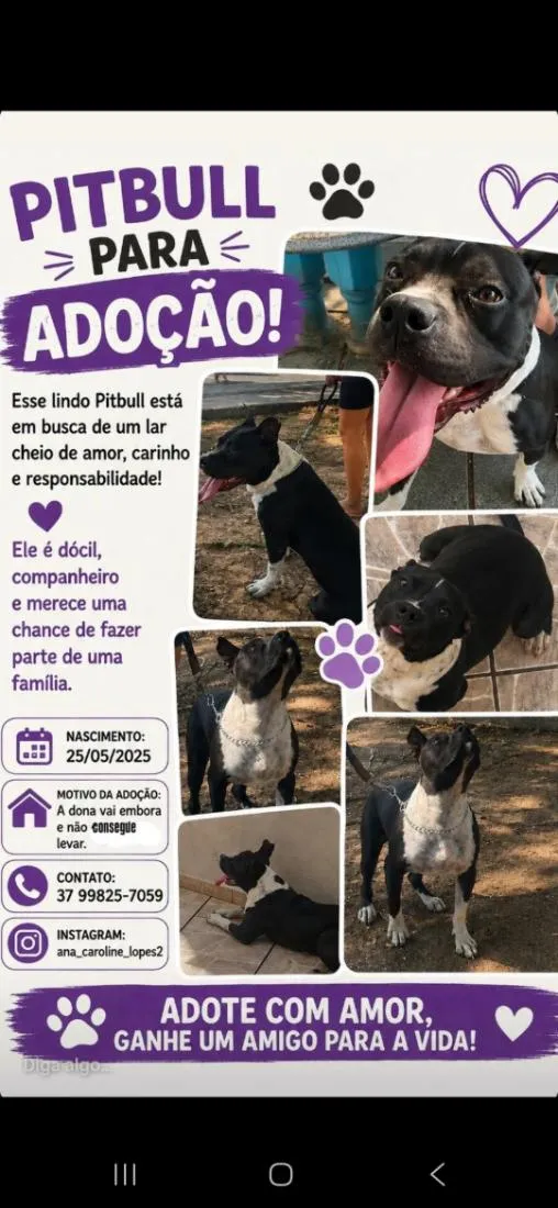 Cachorro raça Pit-Bull idade 1 ano nome Zeus 