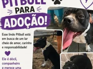 Cachorro raça Pit-Bull idade 1 ano nome Zeus 