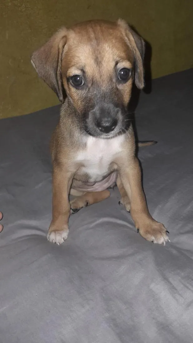 Cachorro raça SRD-ViraLata idade 2 a 6 meses nome princesa 