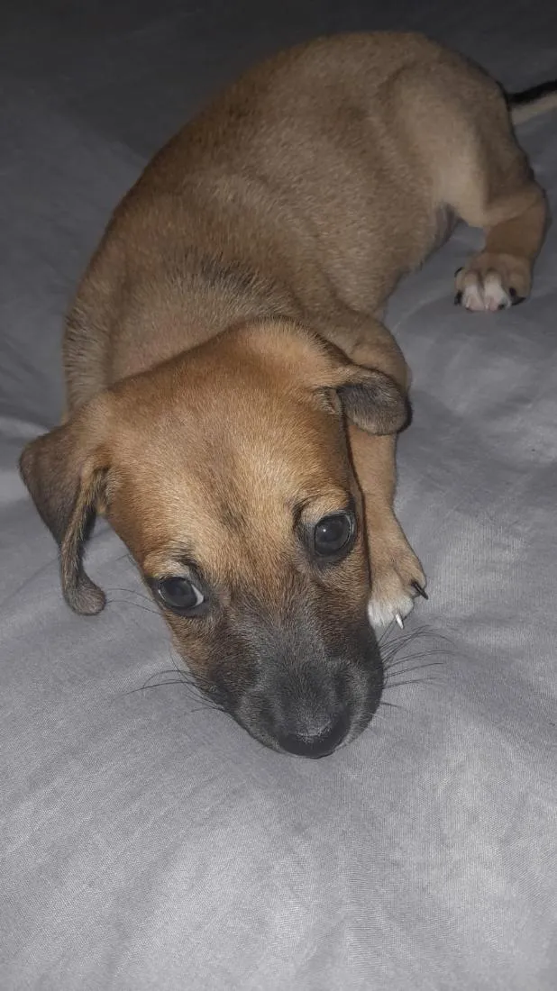 Cachorro raça SRD-ViraLata idade 2 a 6 meses nome princesa 