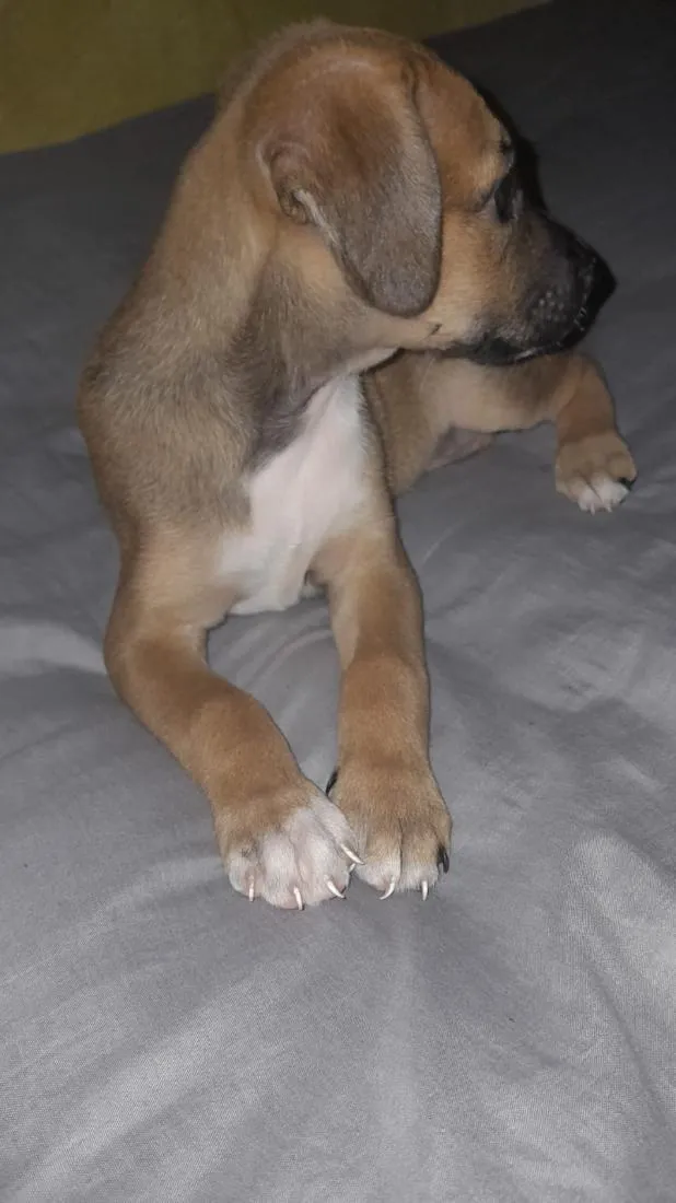 Cachorro raça SRD-ViraLata idade 2 a 6 meses nome princesa 