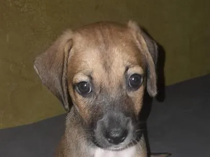 Cachorro raça SRD-ViraLata idade 2 a 6 meses nome princesa 