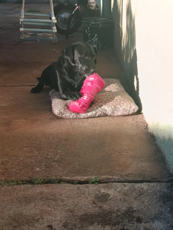 Cachorro raça SRD-ViraLata idade 3 anos nome Cristal