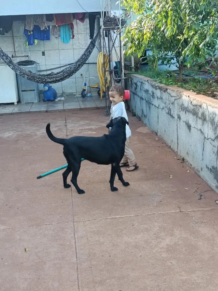 Cachorro raça SRD-ViraLata idade 3 anos nome Cristal