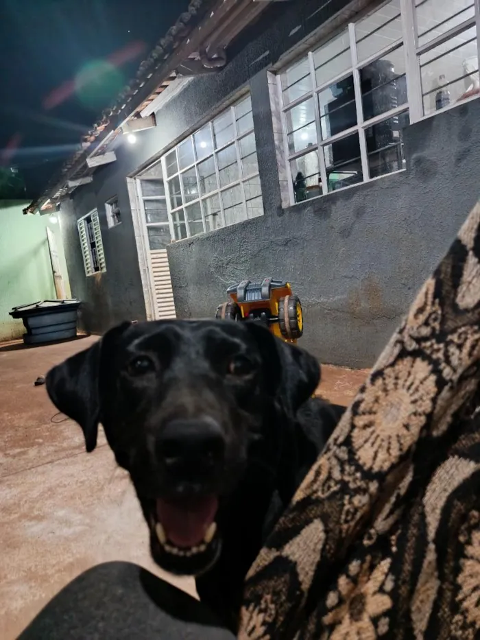 Cachorro raça SRD-ViraLata idade 3 anos nome Cristal