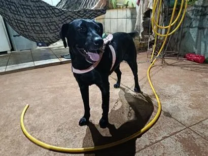 Cachorro raça SRD-ViraLata idade 3 anos nome Cristal
