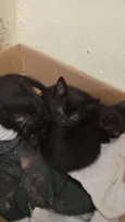 gatos