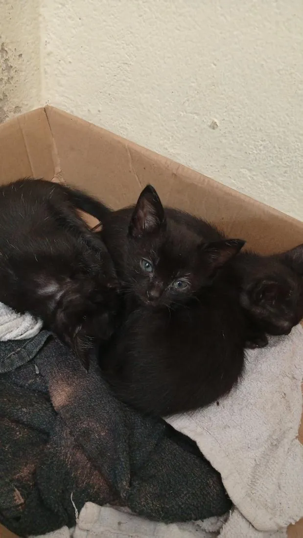 Gato raça SRD-ViraLata idade 2 a 6 meses nome gatos