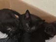 gatos