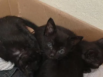 Gato raça SRD-ViraLata idade 2 a 6 meses nome gatos