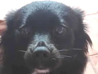 Cachorro raça SRD-ViraLata idade 1 ano nome Pandora 