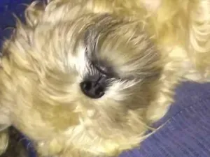 Cachorro raça Shitzu idade 4 anos nome tody