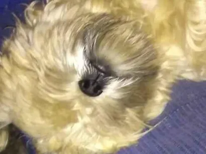 Cachorro raça Shitzu idade 4 anos nome tody