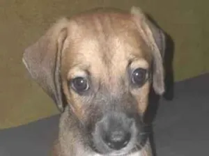 Cachorro raça SRD-ViraLata idade 2 a 6 meses nome princesa 