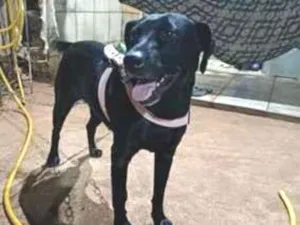 Cachorro raça SRD-ViraLata idade 3 anos nome Cristal