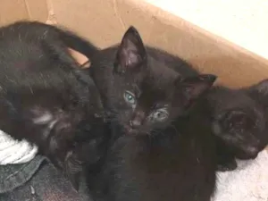 Gato raça SRD-ViraLata idade 2 a 6 meses nome gatos