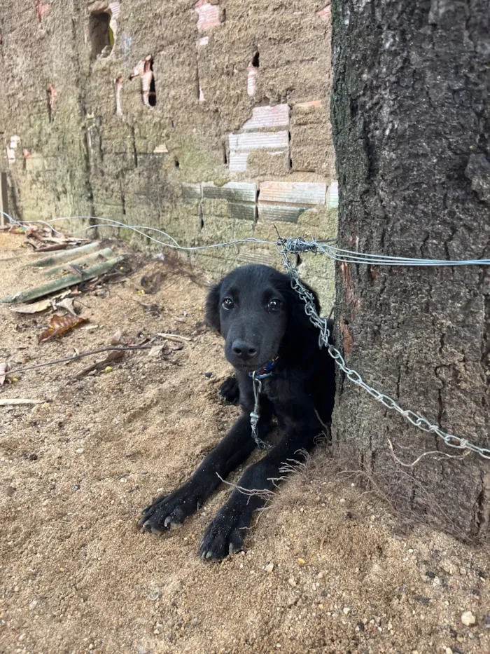 Cachorro raça SRD-ViraLata idade 2 a 6 meses nome Max