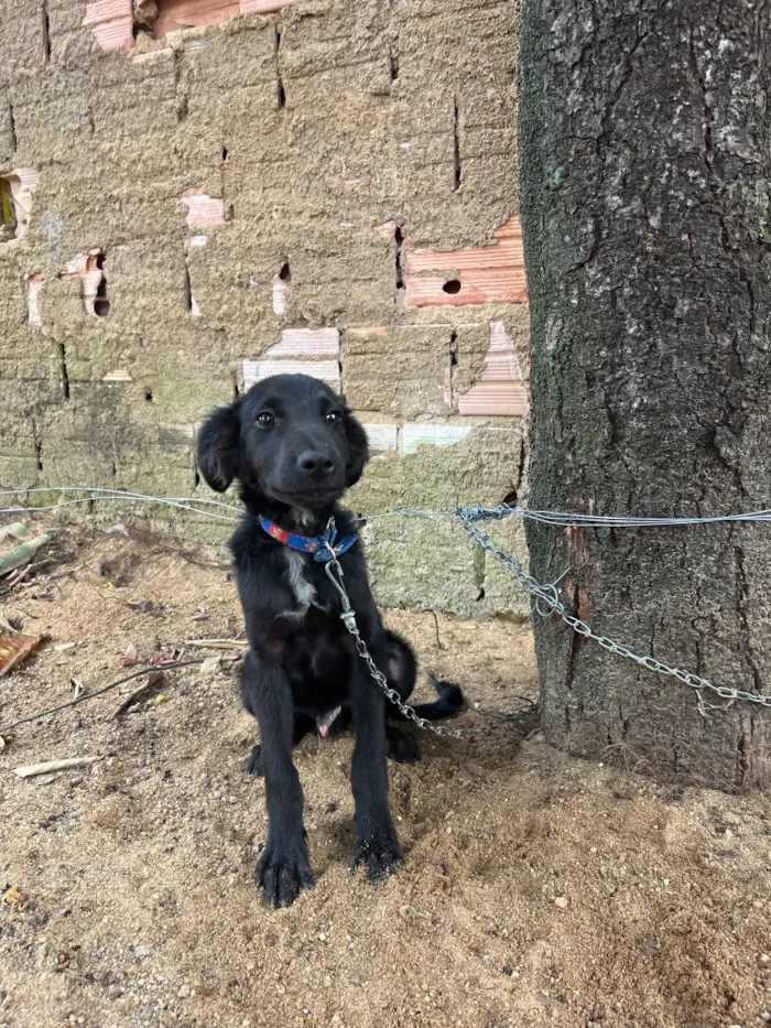 Cachorro raça SRD-ViraLata idade 2 a 6 meses nome Max