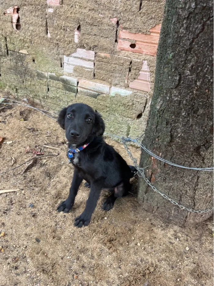 Cachorro raça SRD-ViraLata idade 2 a 6 meses nome Max