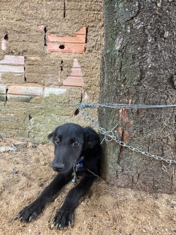 Cachorro raça SRD-ViraLata idade 2 a 6 meses nome Max