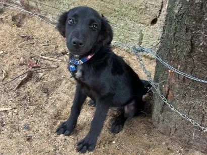 Cachorro raça SRD-ViraLata idade 2 a 6 meses nome Max