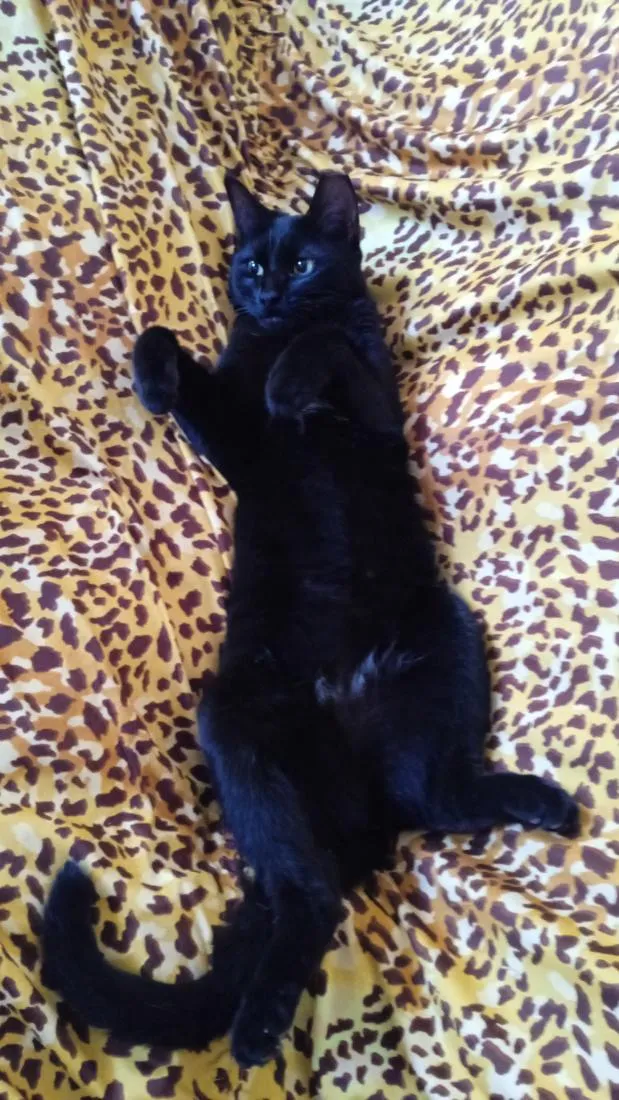 Gato raça SRD-ViraLata idade 1 ano nome Tina